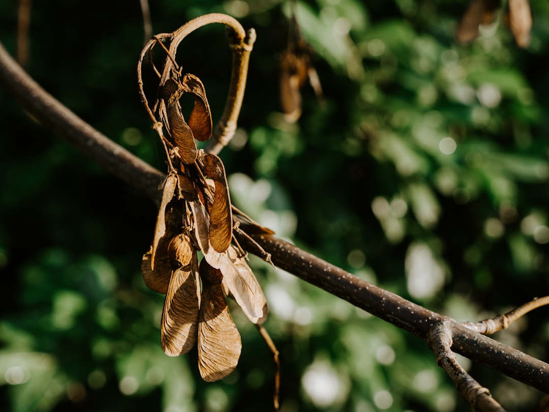 brown dried leaves on brown stem