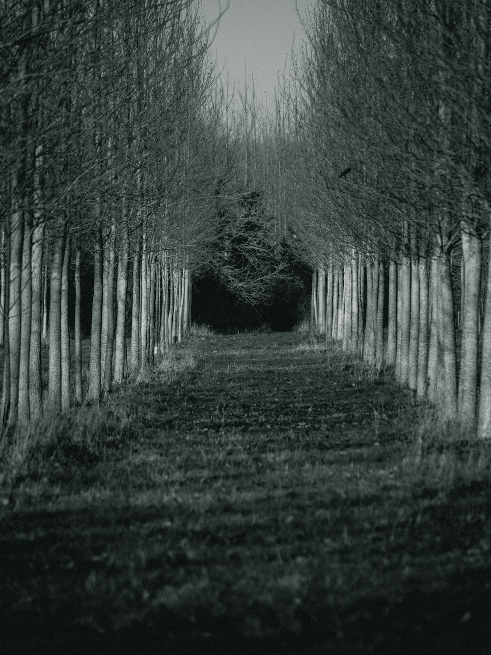 grayscale photo of trees on forest