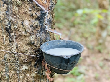 A black container attached to a tree collects white liquid, presumably sap or latex, which is dripping from a cut on the tree. The surrounding background is a blurred, green, natural environment.