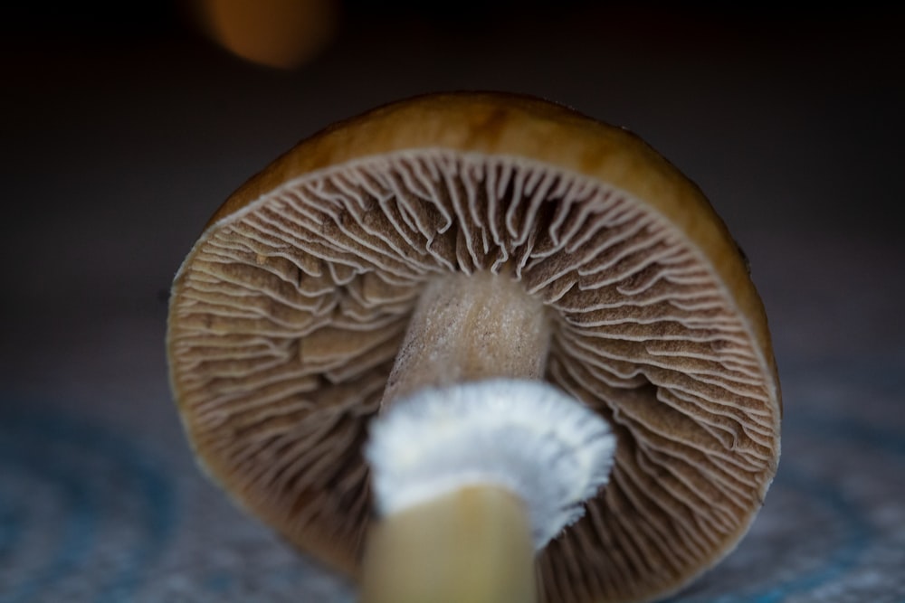 cogumelo marrom e branco na fotografia de perto