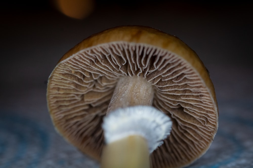 brown and white mushroom in close up photography