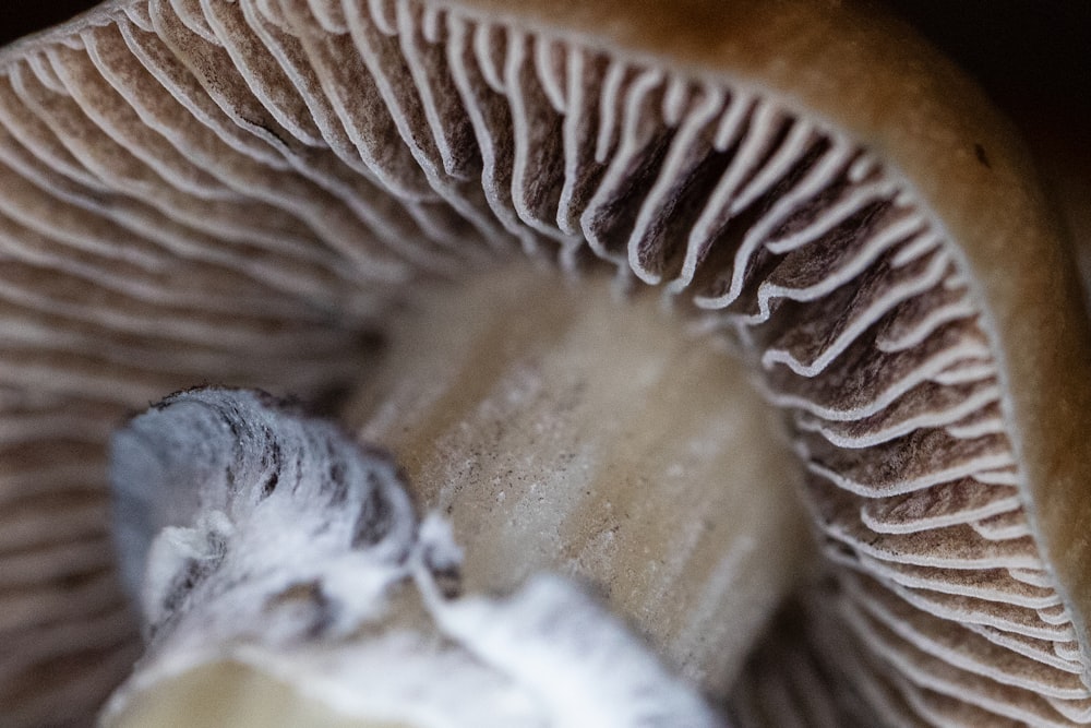 brown and white spiral shell