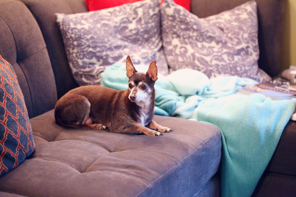 Cane di piccola taglia a pelo corto marrone e bianco sul divano blu