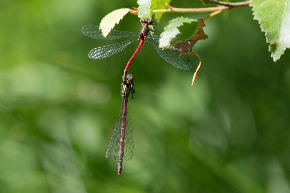 red and black dragonfly on green leaf in close up photography during daytime