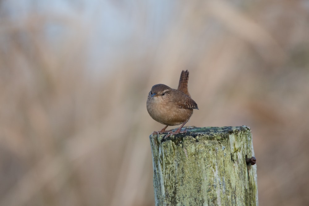 brown bird on brown wooden post