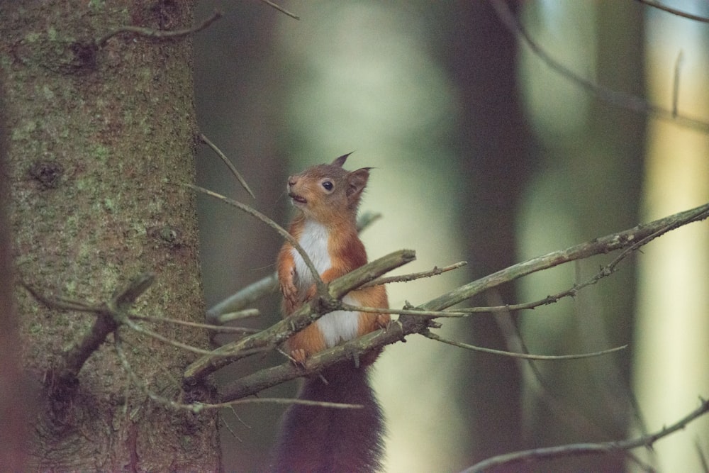 brown and black squirrel on brown tree branch
