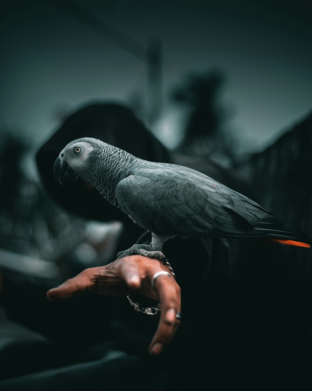 grauer und schwarzer Vogel auf braunem Zweig