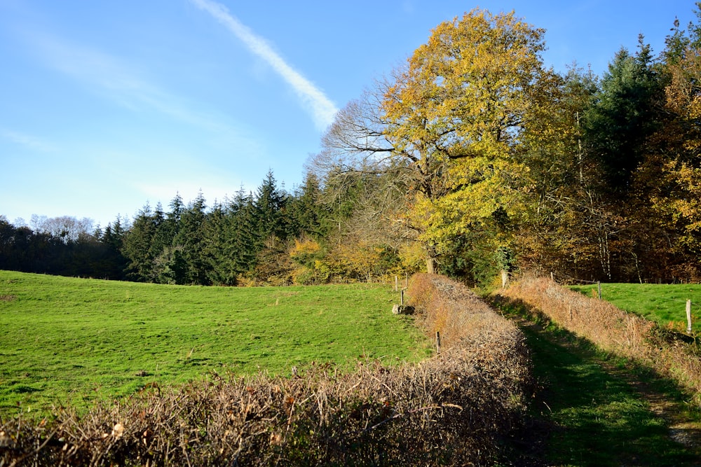 green grass field with trees under blue sky during daytime