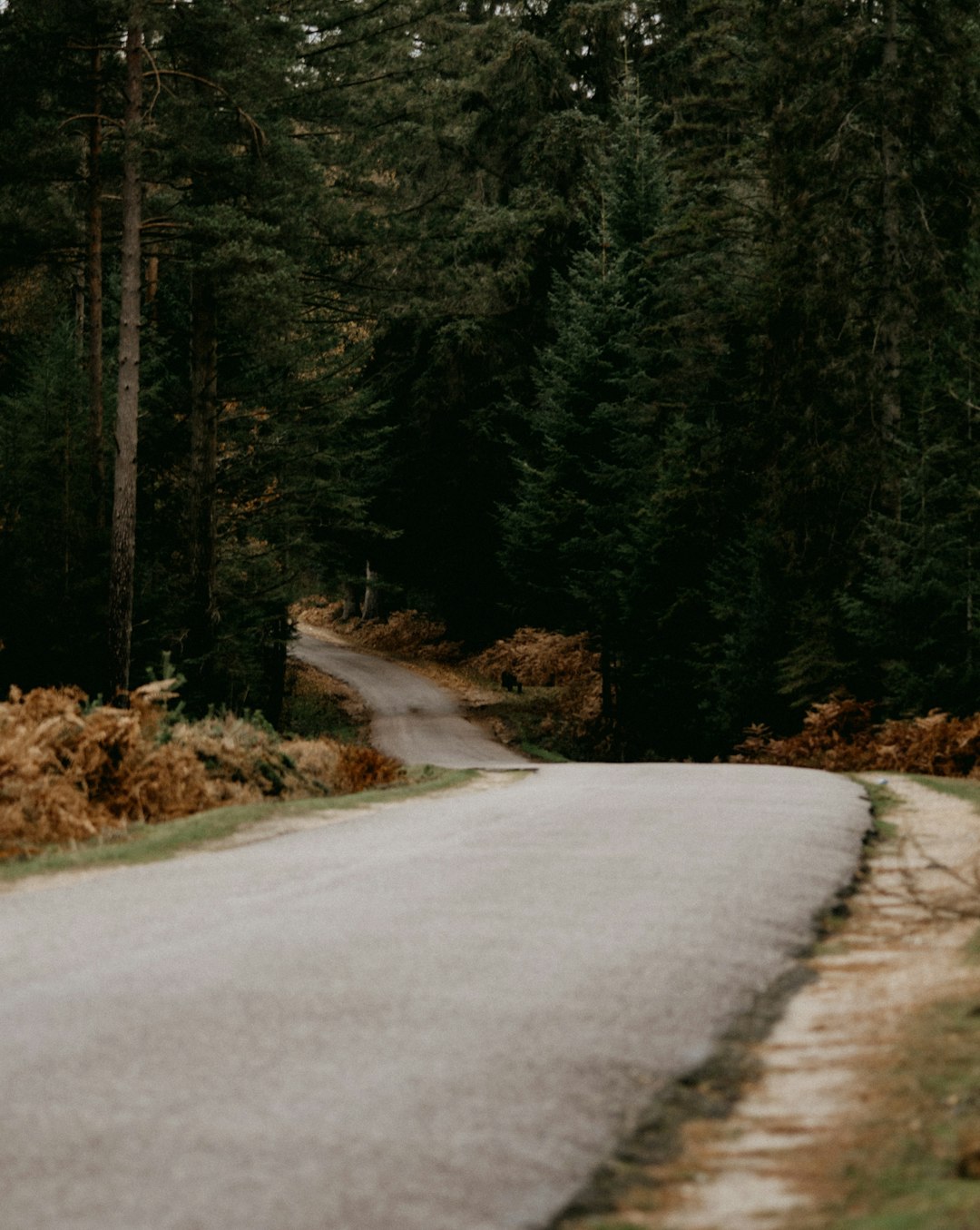 gray concrete road between green trees during daytime