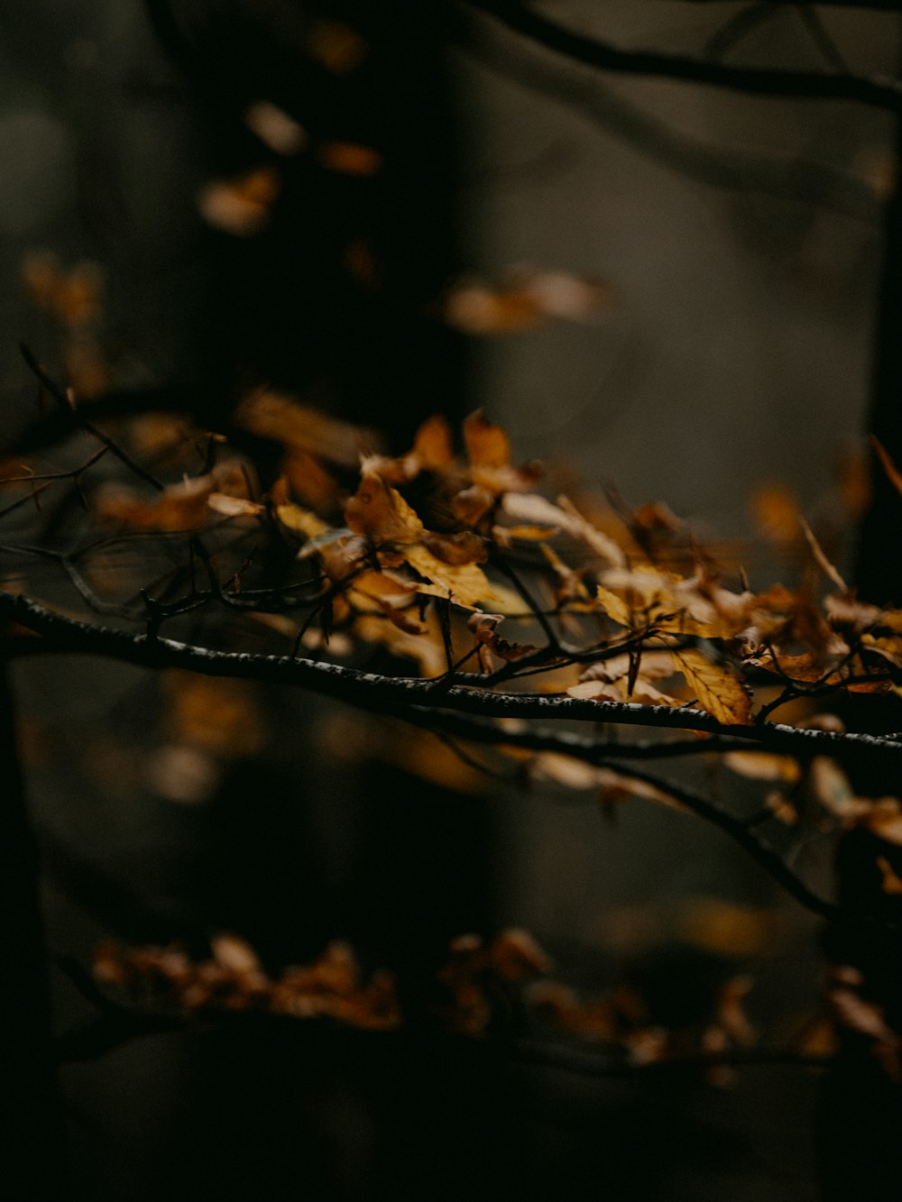 brown dried leaves on tree branch