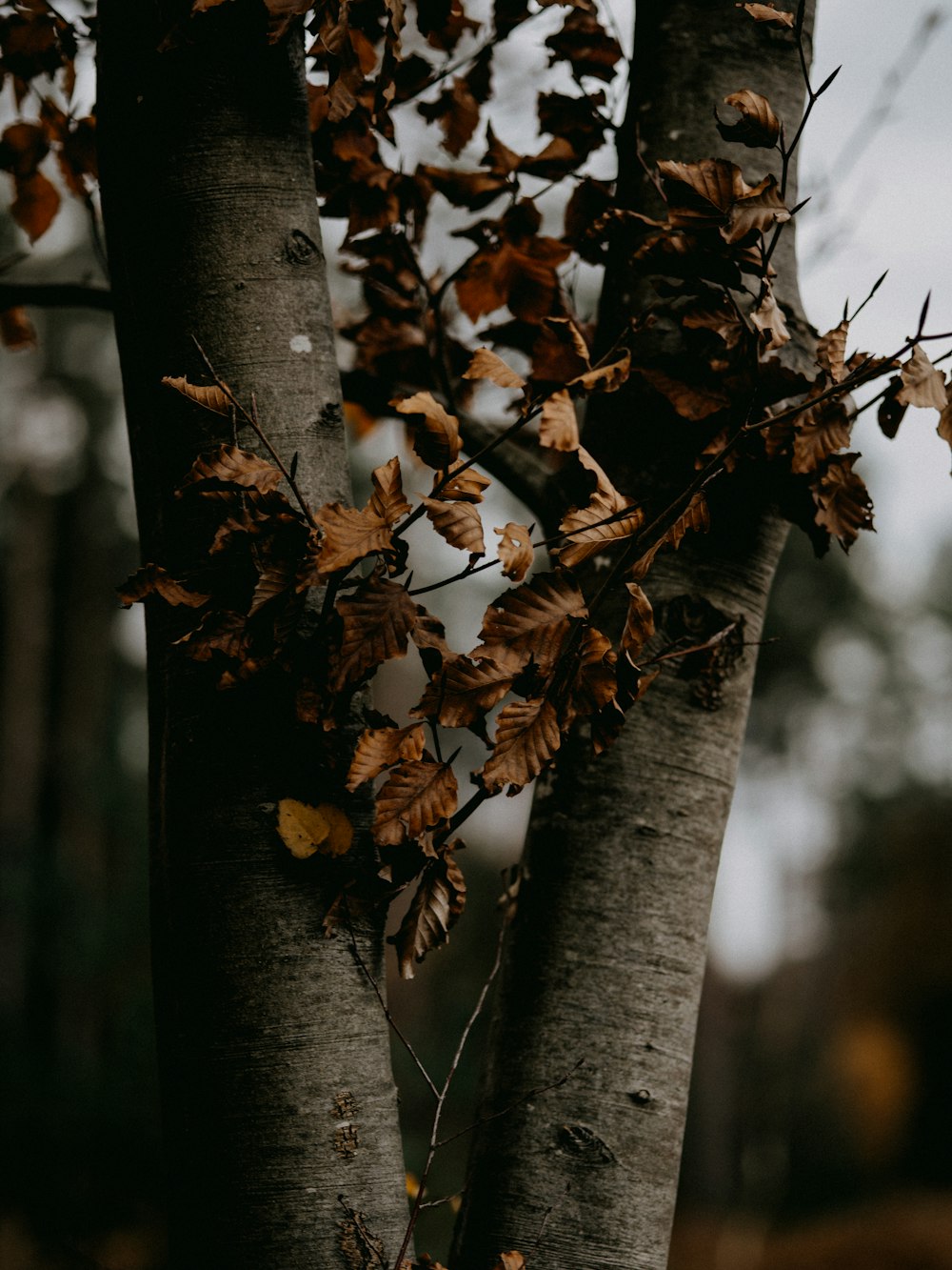 brown dried leaves on brown tree branch