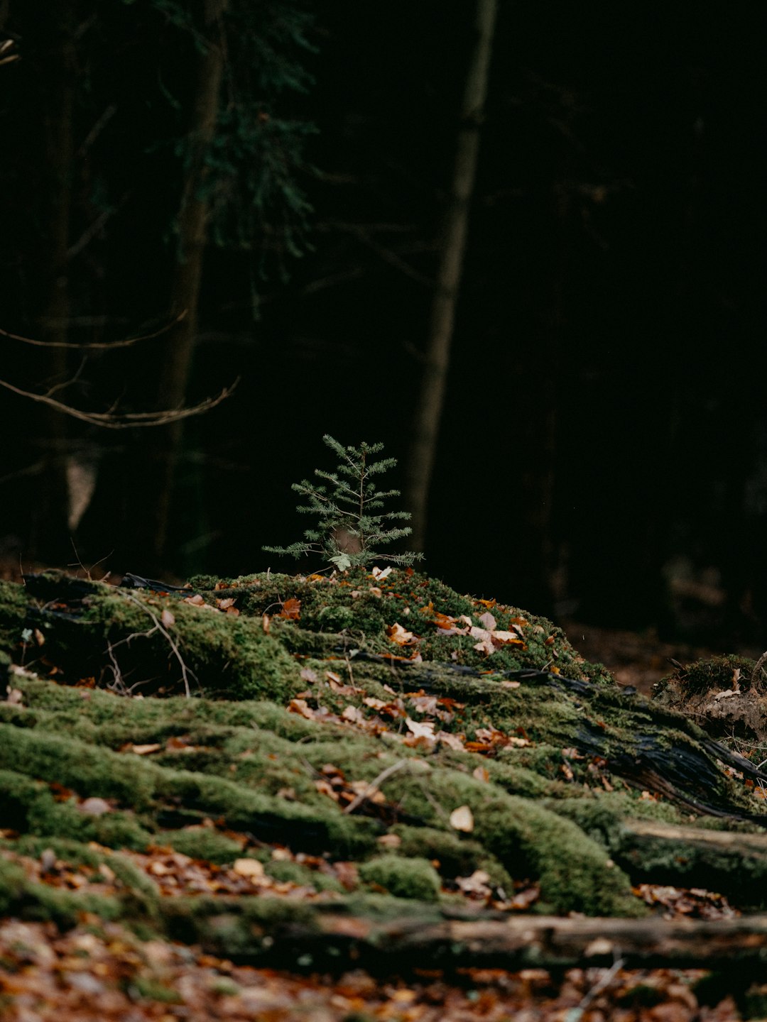 green moss on brown tree trunk