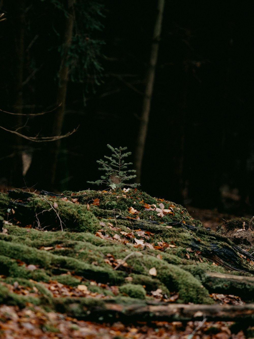 green moss on brown tree trunk