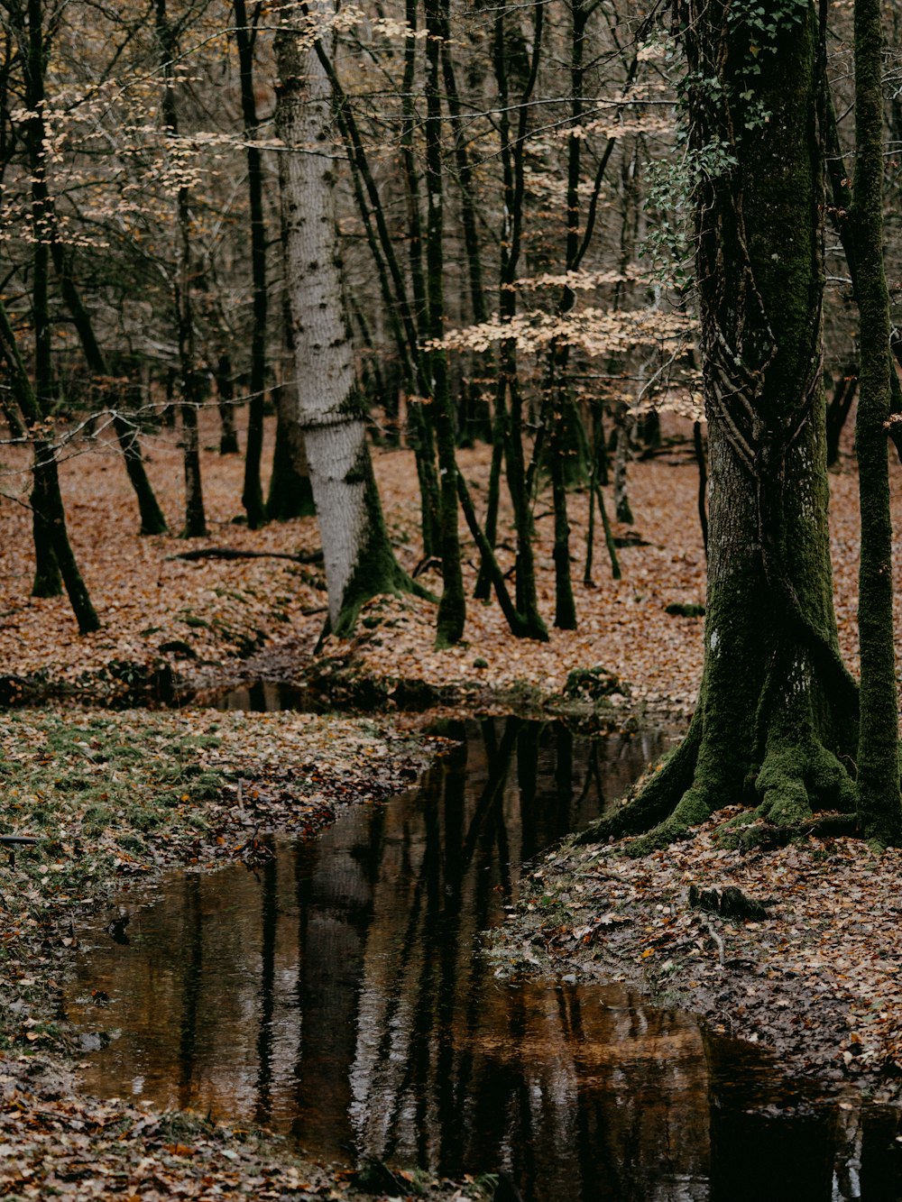 brown trees on river bank