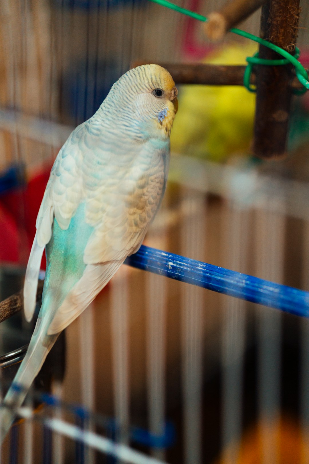 yellow and white bird on blue metal bar