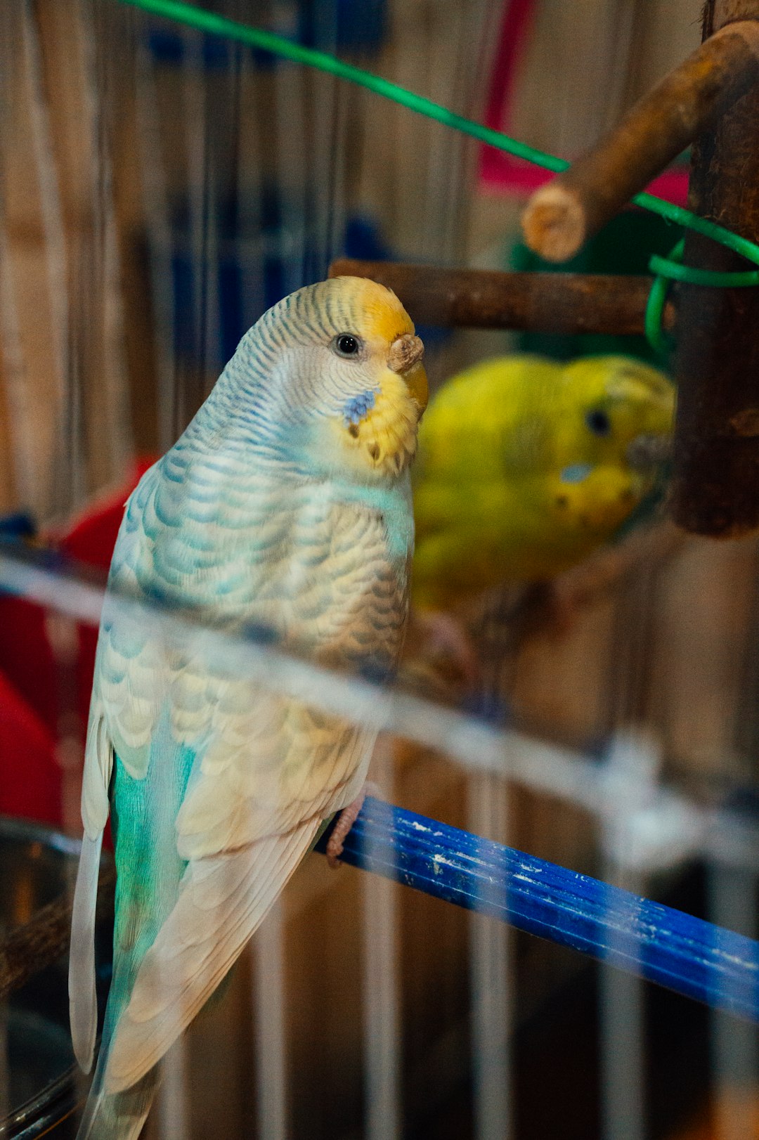 yellow and green bird on blue cage