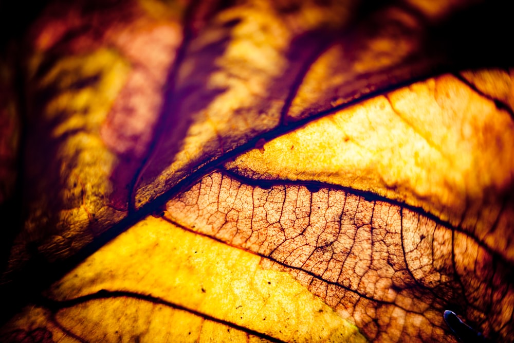 yellow and green leaf in close up photography