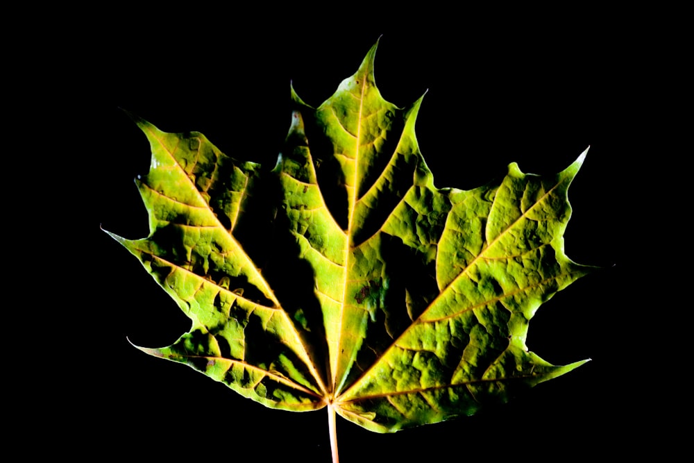 green leaf with black background