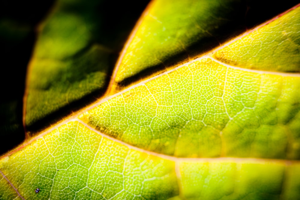 Hoja verde en la fotografía de primer plano