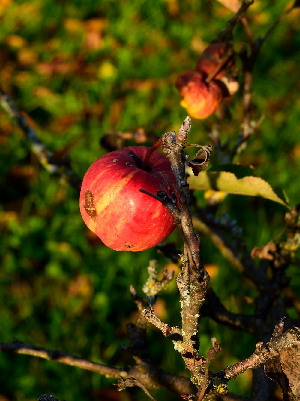 red apple fruit on brown tree branch