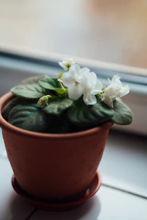 Terracotta pots with lush green plants on a cream windowsill
