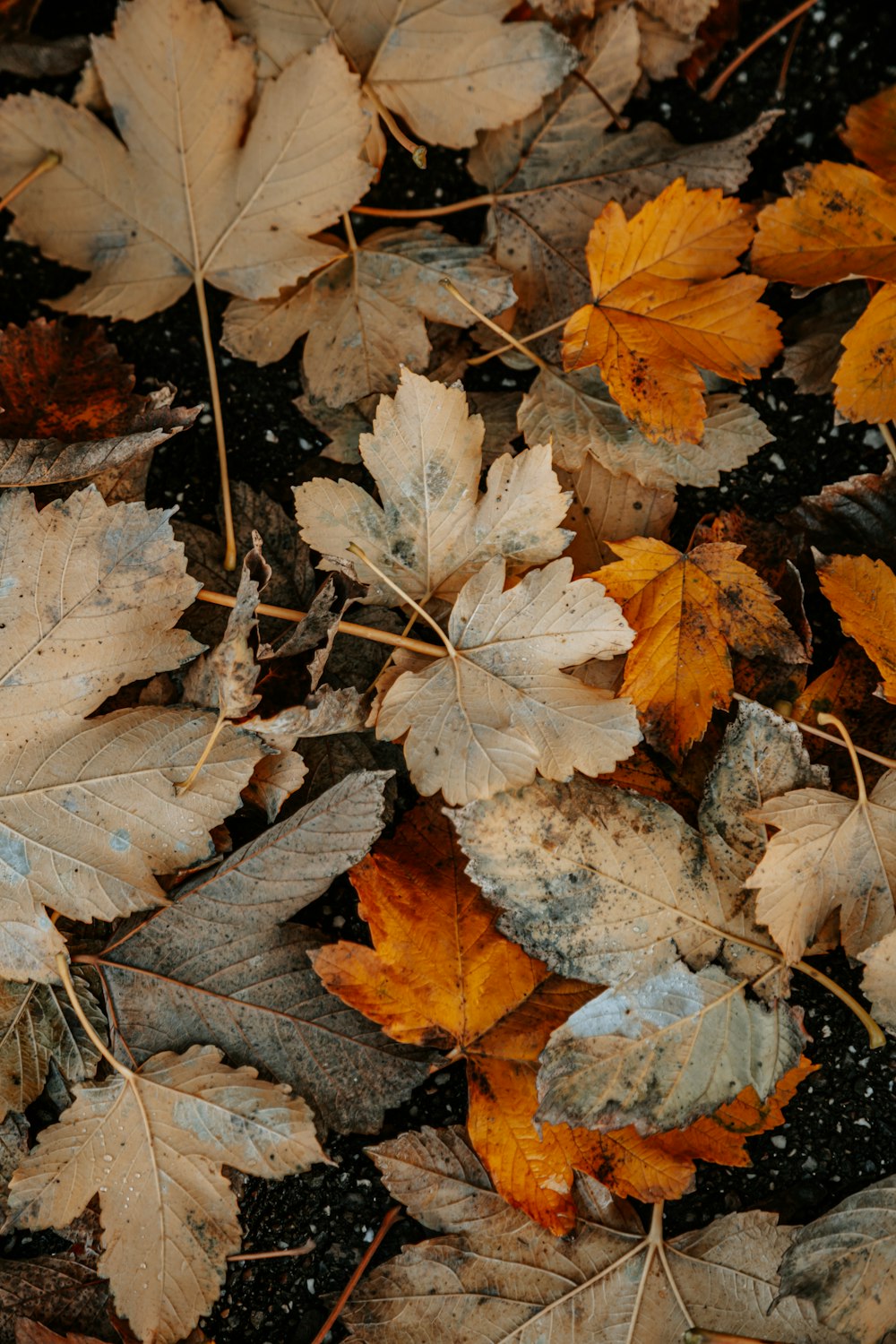 brown and gray leaves on ground