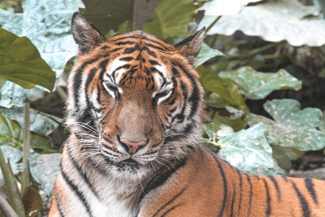 tiger lying on brown rock