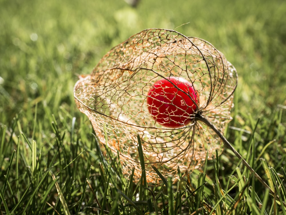 ovo vermelho e branco na cesta de vime marrom no campo de grama verde durante o dia