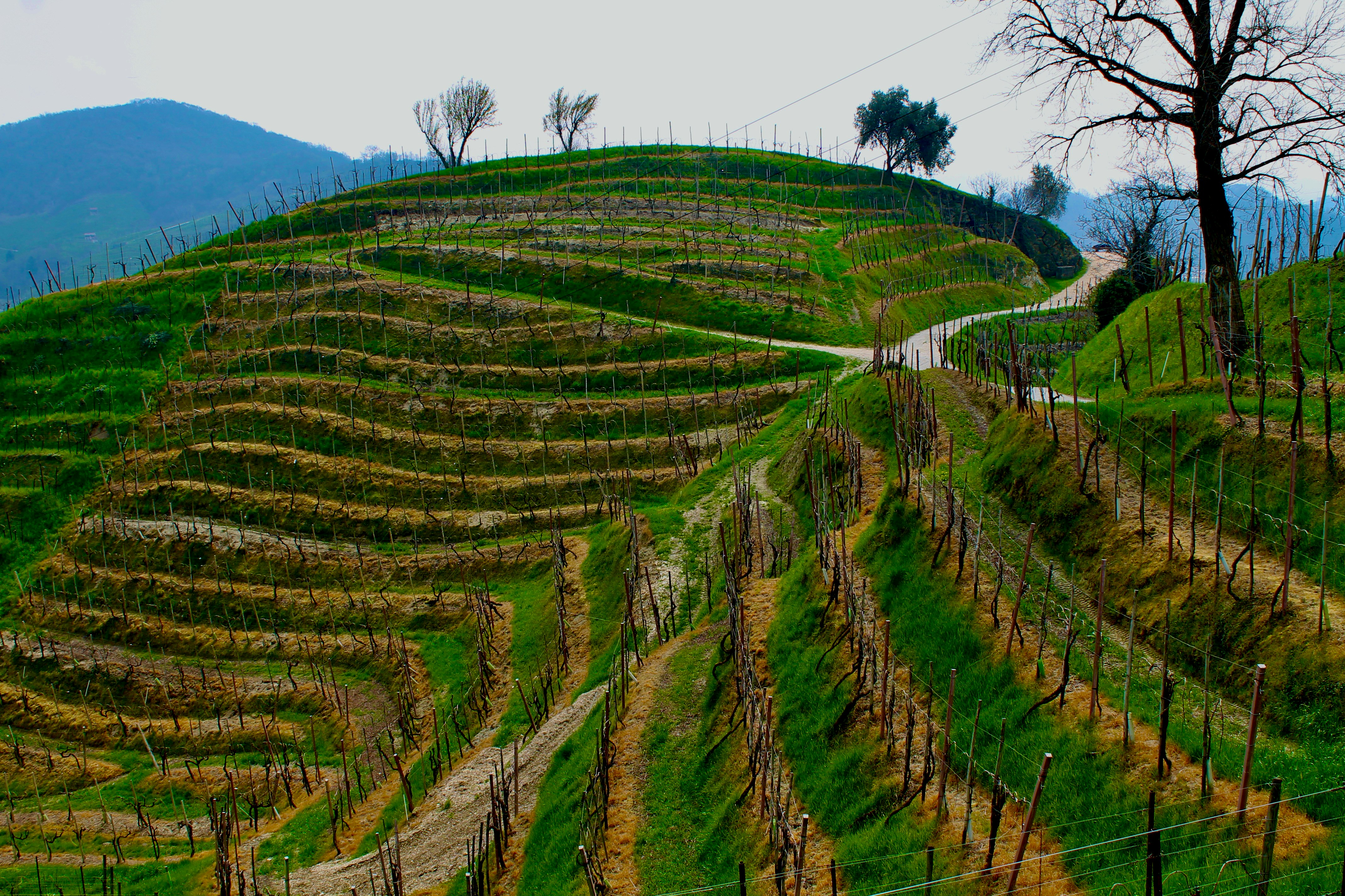 Photo by palmspringsdon