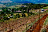 A scenic landscape featuring rows of young vines planted on a hillside, with a backdrop of rolling hills and a rural area. The terrain is lush with various shades of green vegetation and open fields. The sky is partly visible, adding to the serene rural setting.