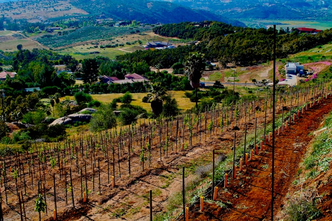A scenic landscape featuring rows of young vines planted on a hillside, with a backdrop of rolling hills and a rural area. The terrain is lush with various shades of green vegetation and open fields. The sky is partly visible, adding to the serene rural setting.