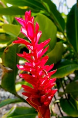 A vibrant red tropical flower, possibly a ginger plant, stands out against lush green foliage in the background. The petals are glossy and catch the sunlight, adding a bright contrast to the darker leaves behind.