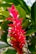 A vibrant red tropical flower, possibly a ginger plant, stands out against lush green foliage in the background. The petals are glossy and catch the sunlight, adding a bright contrast to the darker leaves behind.