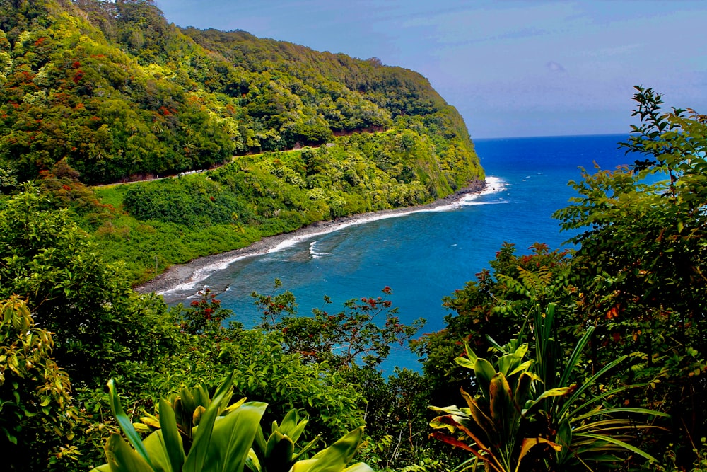 green trees on island during daytime