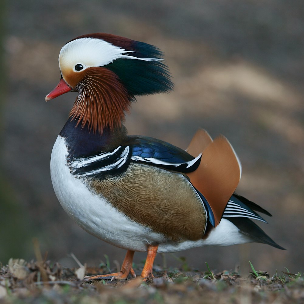 white black and brown duck