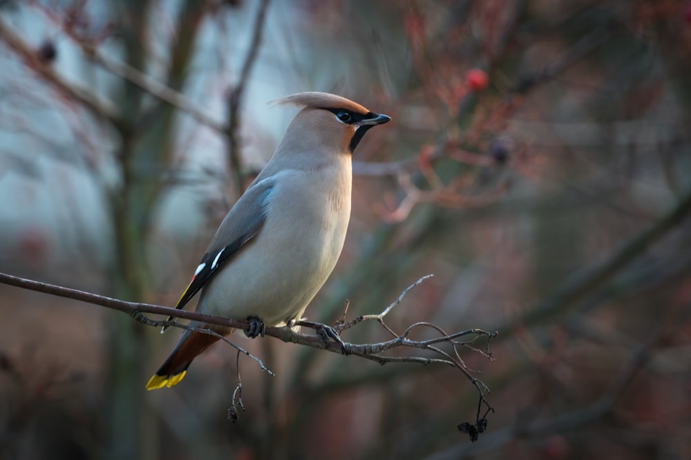 white and blue bird on brown tree branch