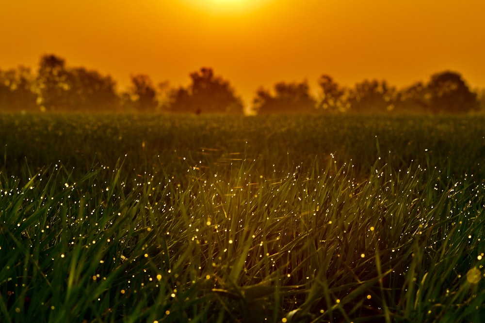 Campo de hierba verde durante la puesta de sol