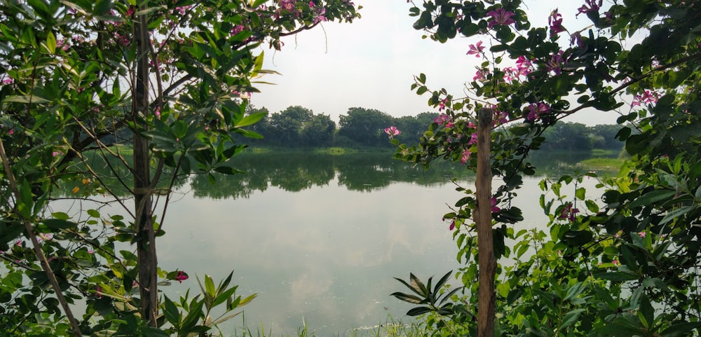 alberi verdi vicino allo specchio d'acqua durante il giorno