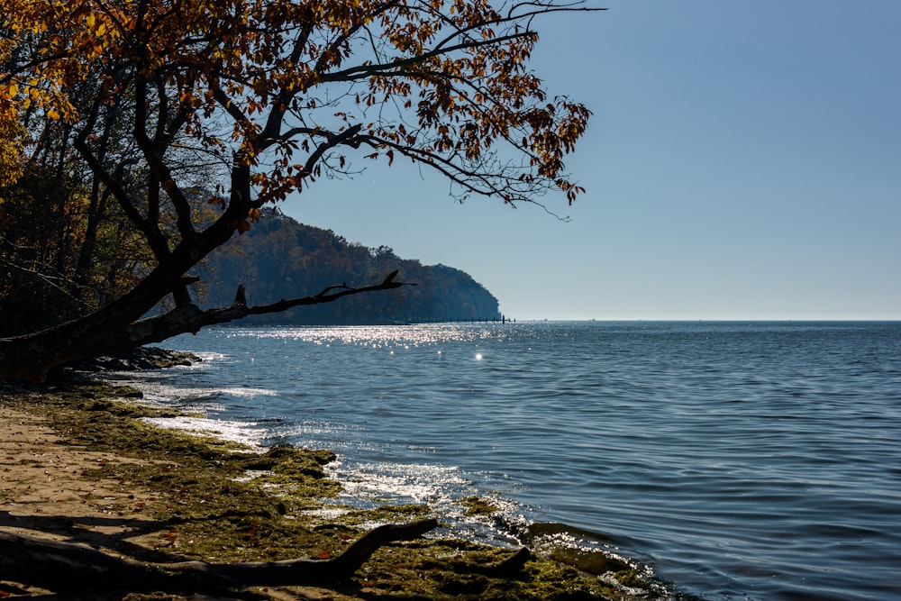 brown tree near body of water during daytime