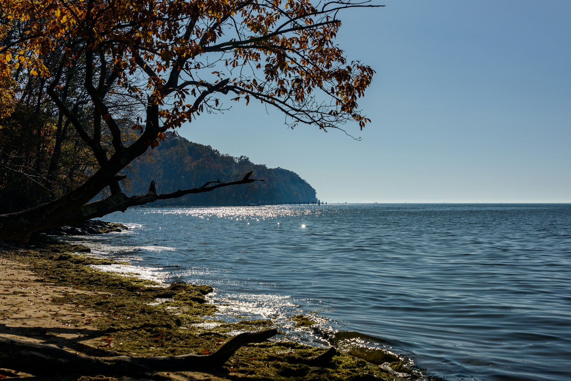 brown tree near body of water during daytime
