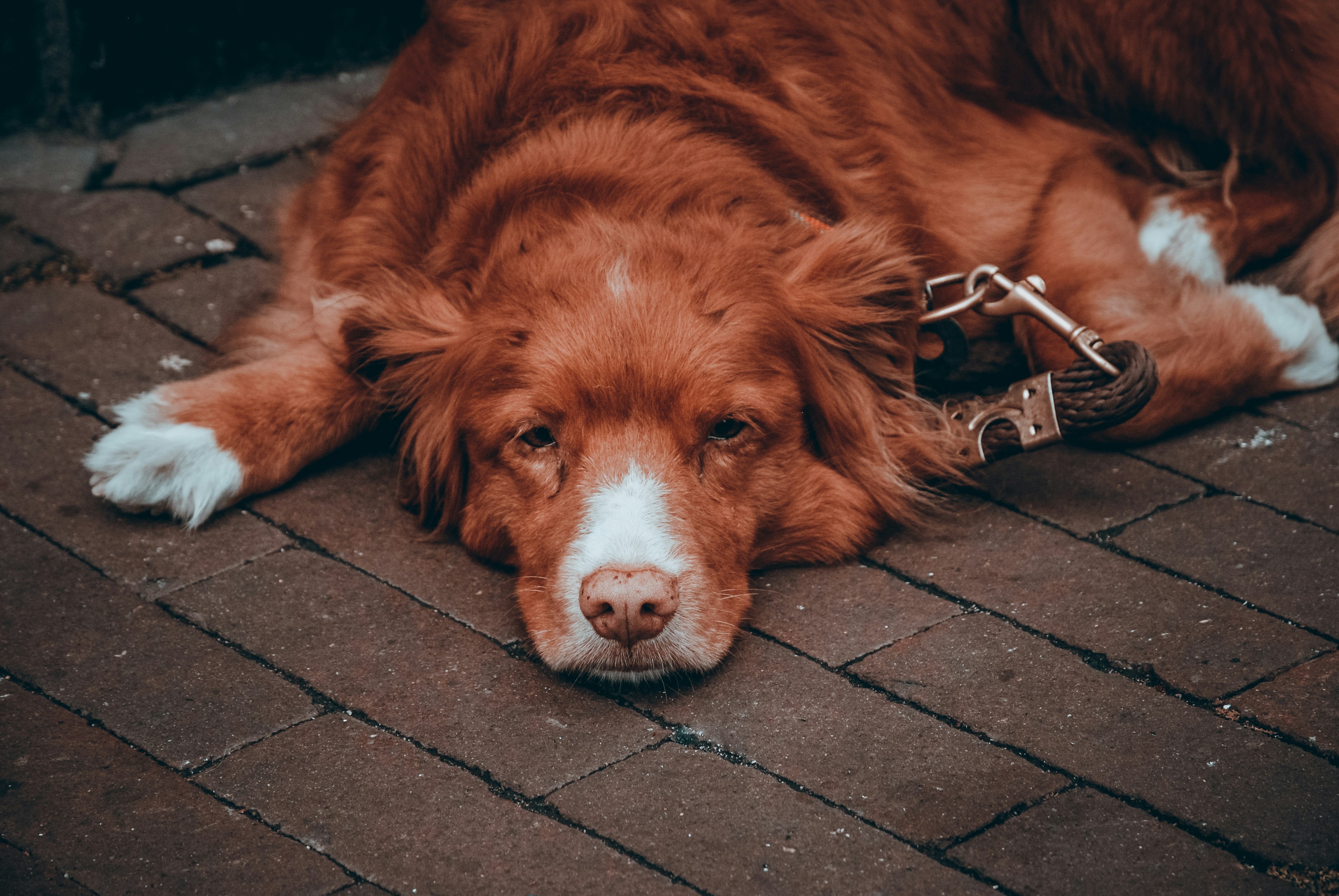 brown long coat large dog lying on grey concrete floor