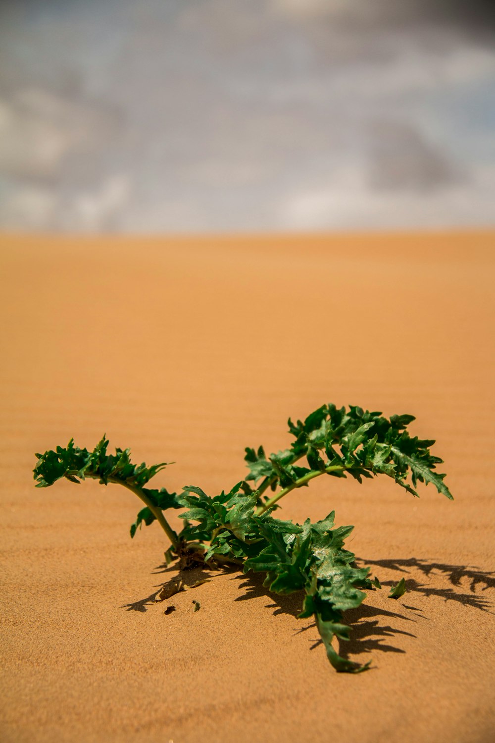 planta verde na areia marrom durante o dia