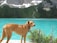 A brown dog stands on the shore of a pristine turquoise lake surrounded by lush green forests and rocky mountain peaks with patches of snow. The dog looks sideways, wearing a colorful collar, and appears to be enjoying the serene landscape.
