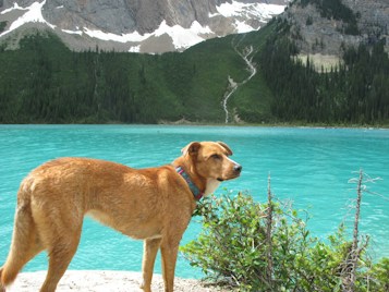 A brown dog stands on the shore of a pristine turquoise lake surrounded by lush green forests and rocky mountain peaks with patches of snow. The dog looks sideways, wearing a colorful collar, and appears to be enjoying the serene landscape.