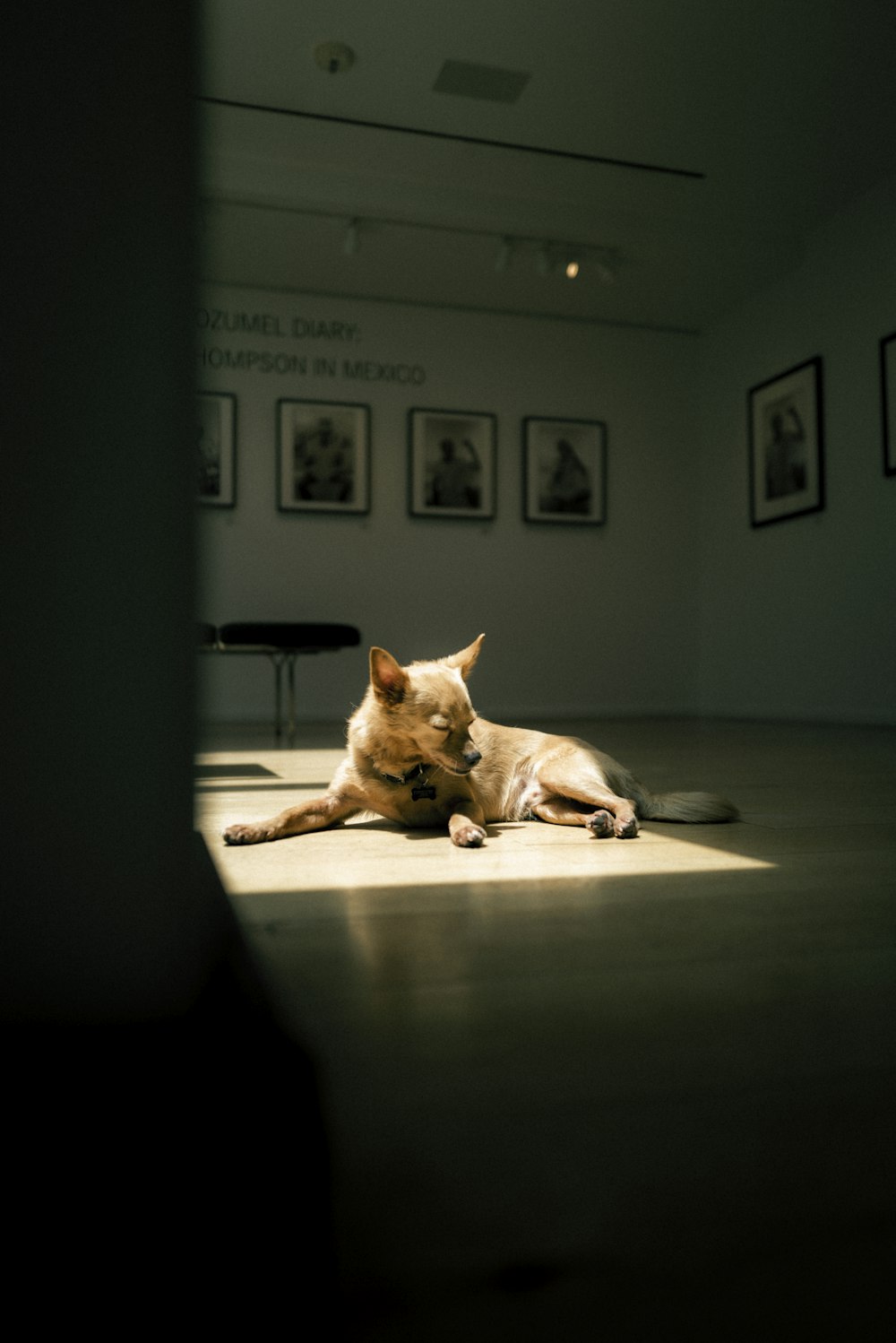 brown short coated dog lying on floor