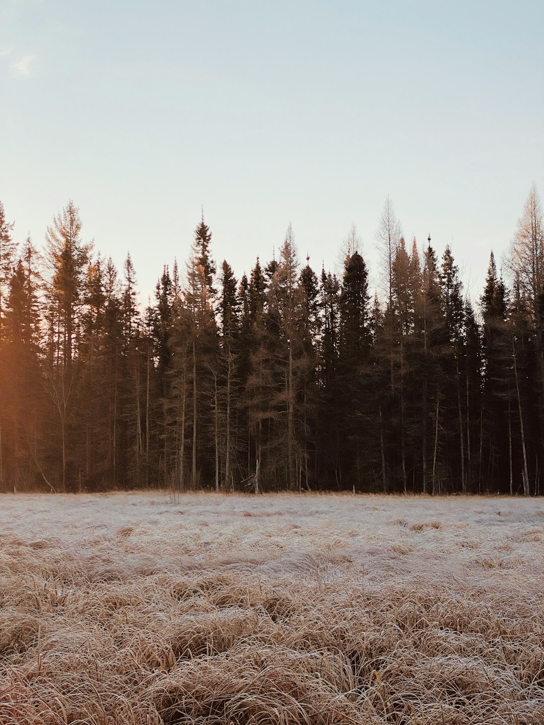 green pine trees on snow covered ground during daytime