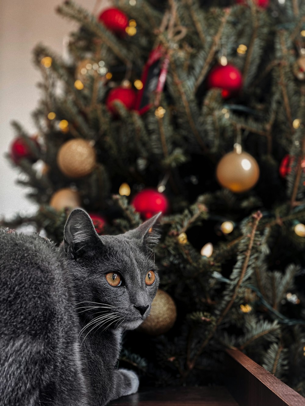 russian blue cat on christmas tree