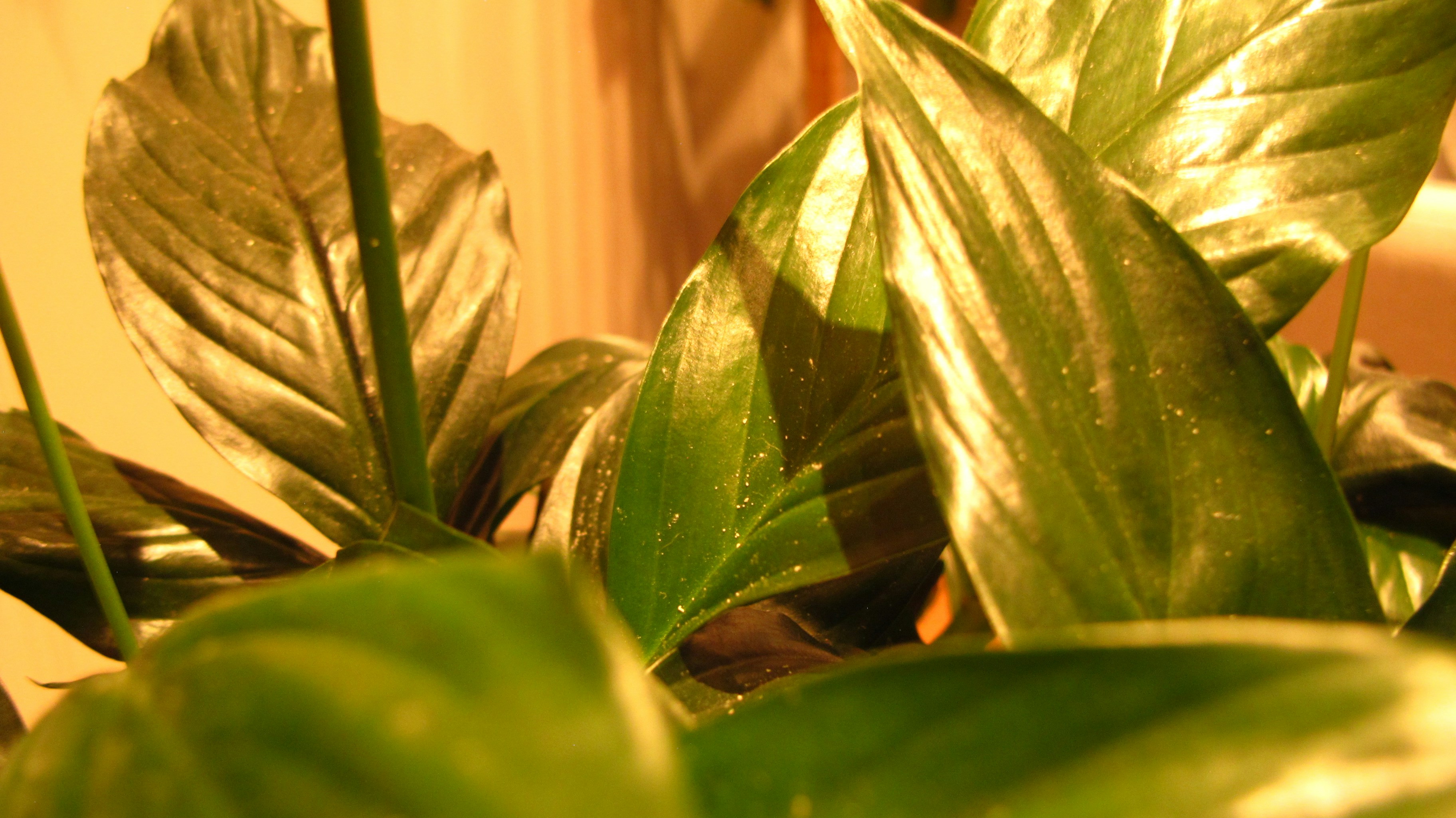 Photo by peacelily224