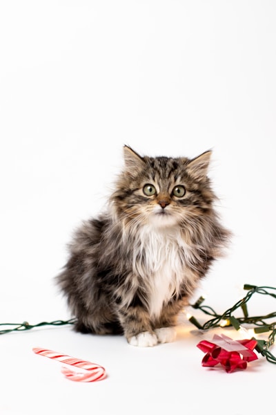 Placeholder Maine Coon queen