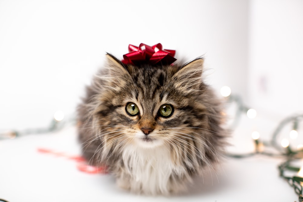 Christmas Cat Pictures | Download Free Images on Unsplash